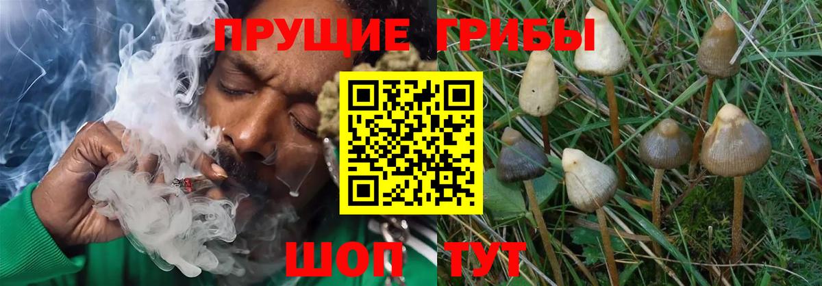 Псилоцибиновые грибы мухоморы Красный Сулин
